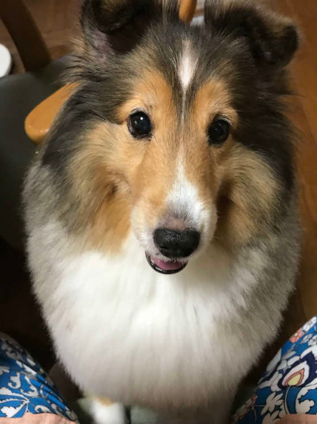 暑さ対策に効果的 犬のサマーカットって実際どうなの いぬのきもちweb Magazine 暑さ対策に効果的 犬のサマーカットって実際どうなの いぬのきもちweb Magazine