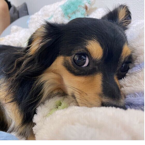 犬が家の中を急に走り回る理由と対処法 室内を猛ダッシュで走る・暴れ出すときの対応は？ いぬのきもち