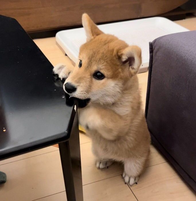 テーブルをかじるまつりくん