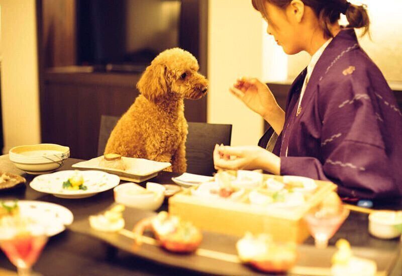 客室で飼い主と一緒に犬用メニューを楽しむトイプードル