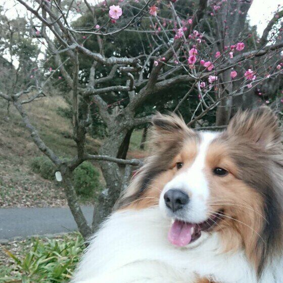 シェットランド シープドッグの特徴と性格 飼い方 価格相場など 犬図鑑 いぬのきもちweb Magazine