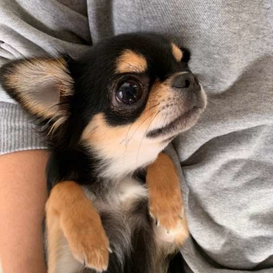 頑固で気が強い？！多頭飼いに向かない3つの犬種