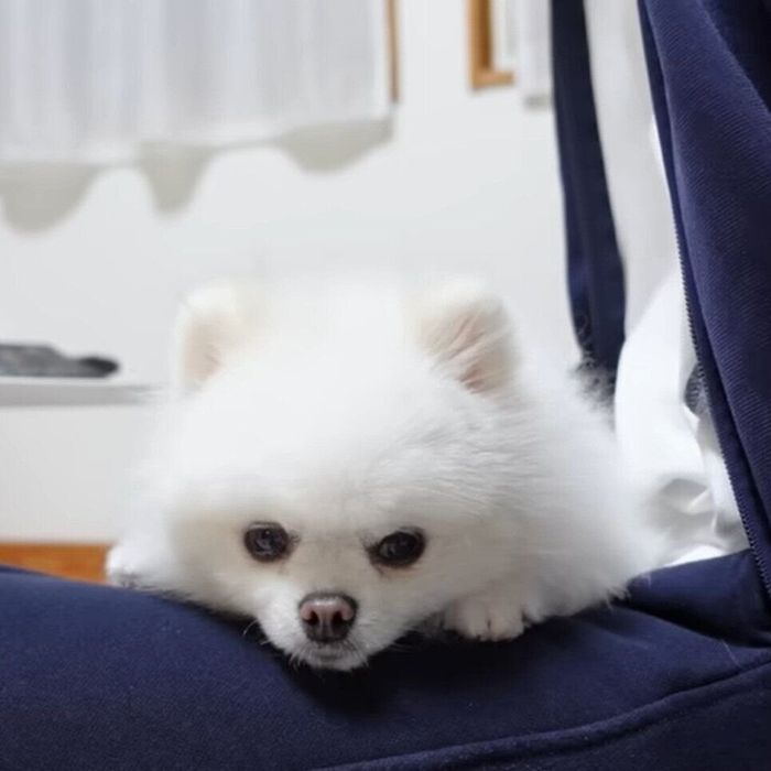 すねてしまったマヨちゃん