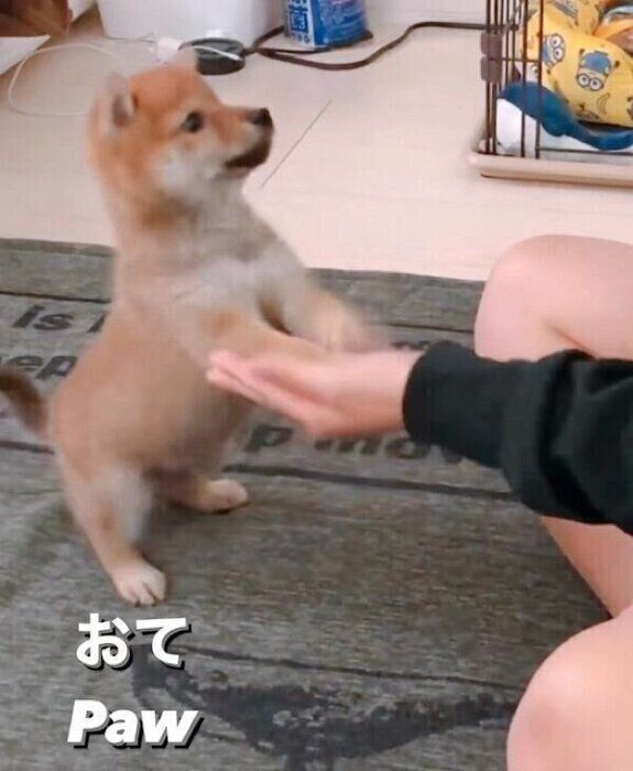 両前足でオテをするちくわくん