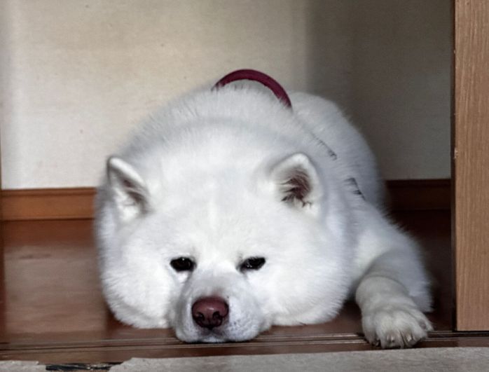 じっと飼い主さんを見つめる海くん