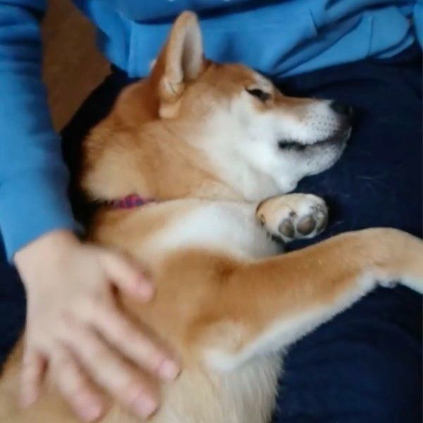 マッサージされる柴犬