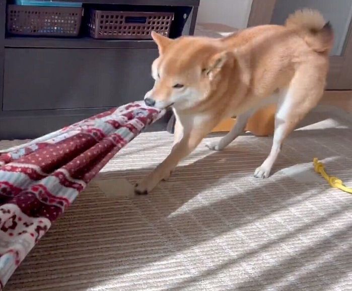 ブランケットを引っ張るむぎまるくん