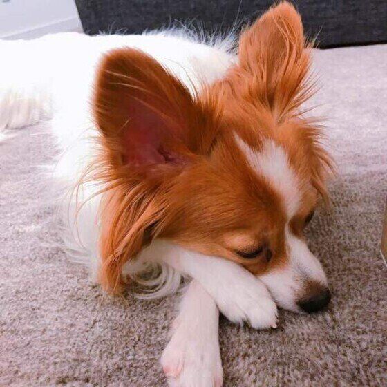 パピヨンのココちゃん