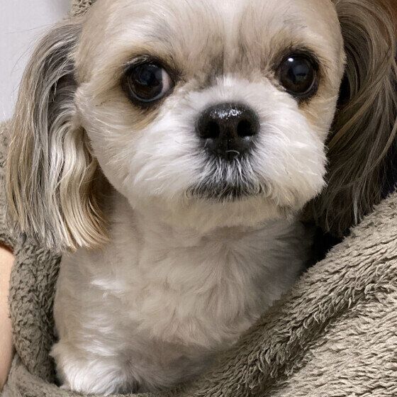 認知症の犬が吠えるのはなぜ？ 吠え続ける場合の対処法を獣医師に聞いた いぬのきもち