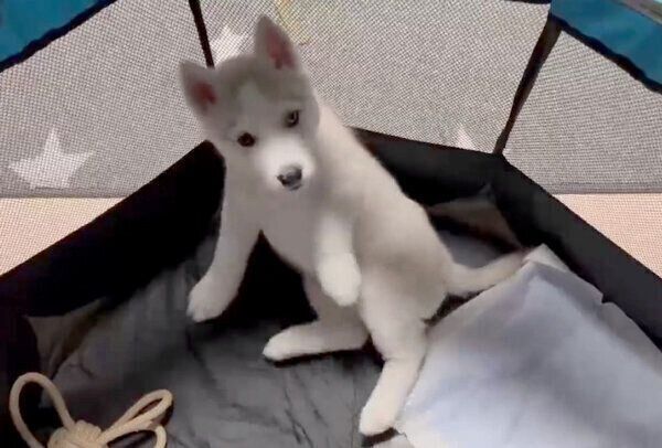 滑ってしまったアシㇼちゃん