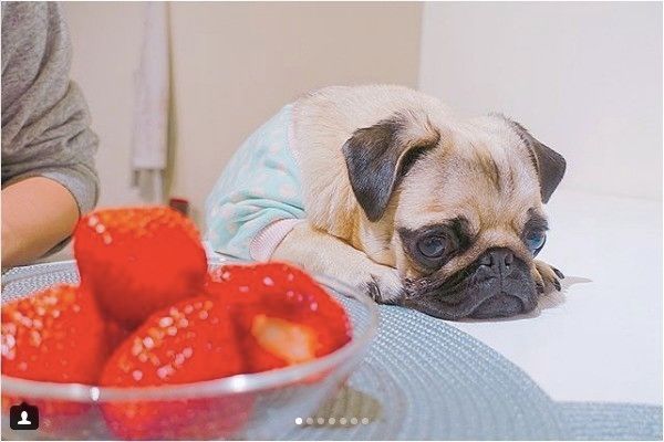 ぺたんこワンコ