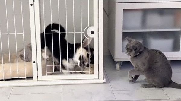 出してほしいコーギーと見つめるロシアンブルー