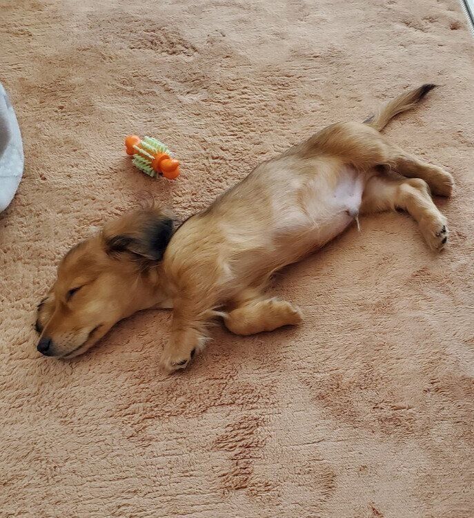 ミニチュア・ダックスフント 生後3カ月