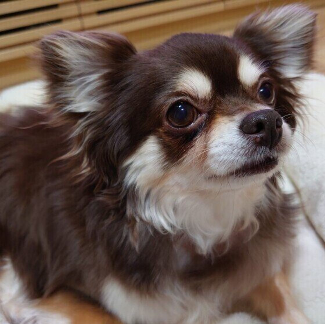 チワワに人気の名前は 21年人気名前ランキング チワワ部門 いぬのきもちweb Magazine チワワに人気の名前は 21年人気名前ランキング チワワ部門 いぬのきもちweb Magazine