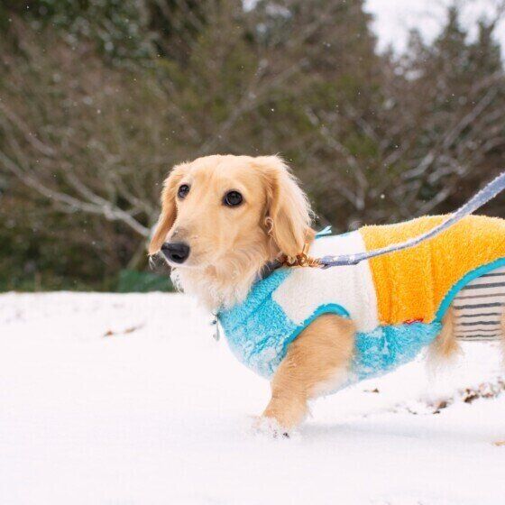 ダックスフンド