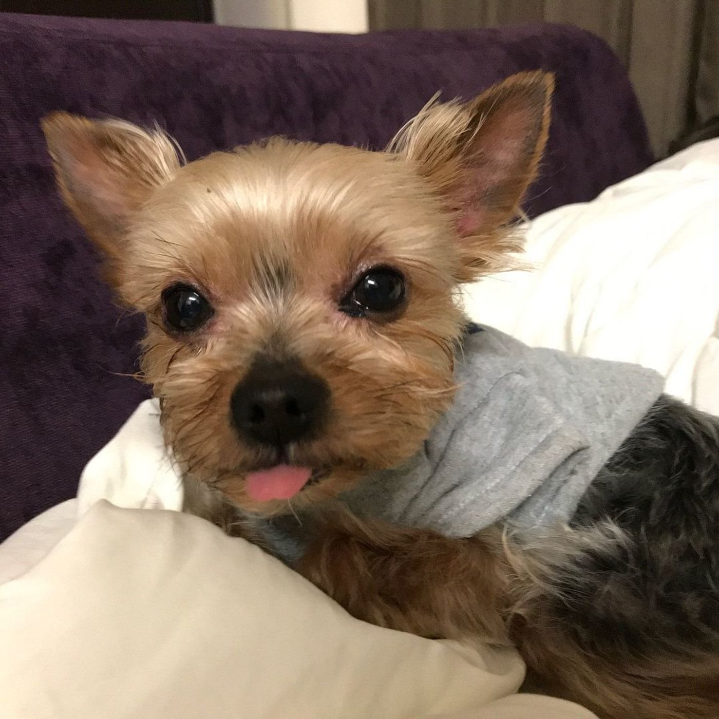ペロッ ゆるんだ表情がかわいい 犬が 舌出し しちゃう理由 いぬのきもちweb Magazine ペロッ ゆるんだ表情がかわいい 犬が 舌出し しちゃう理由 いぬのきもちweb Magazine