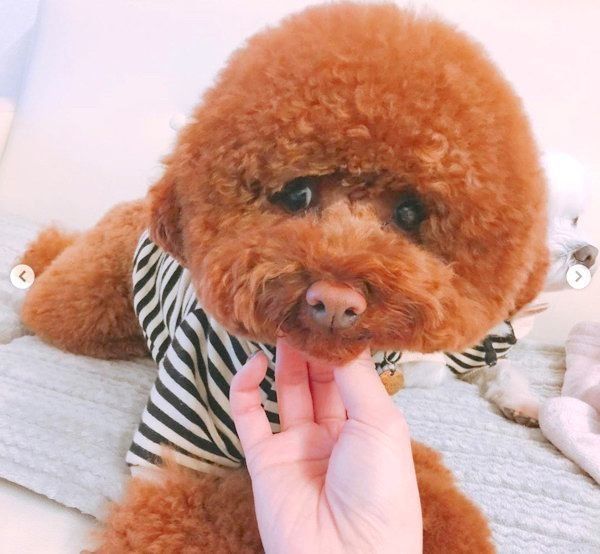 モフモフでかわいいトイ・プードル