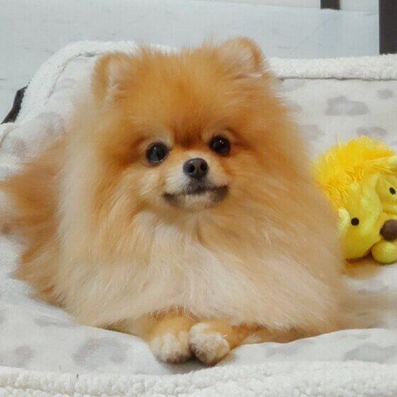 ぽんちゃん（ポメラニアン）