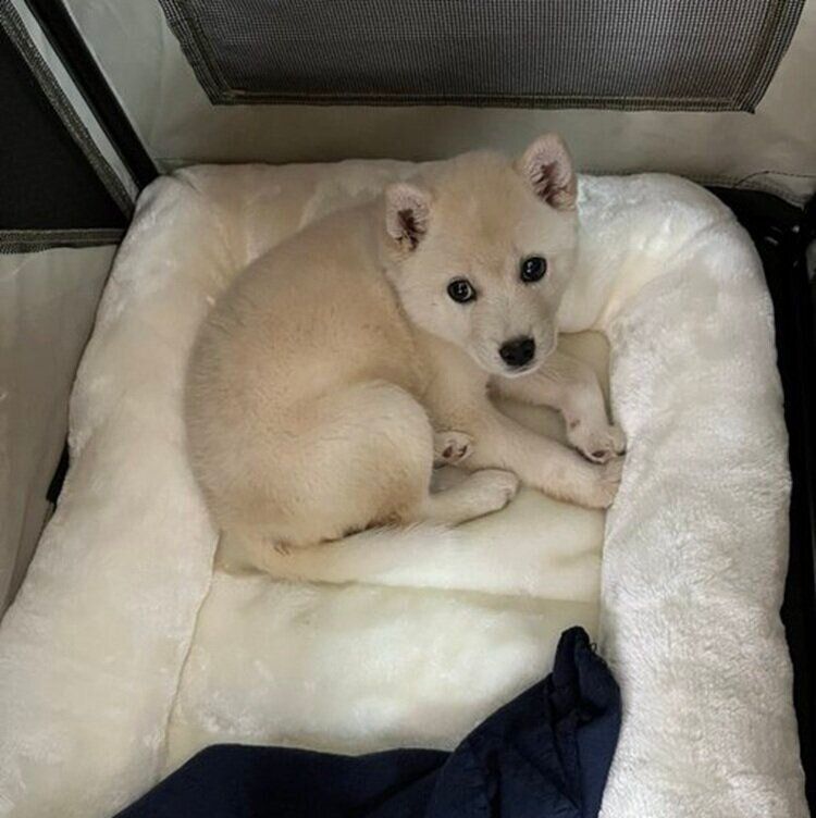お迎えした翌朝　クレートの隅でじっと固まっているとわくん