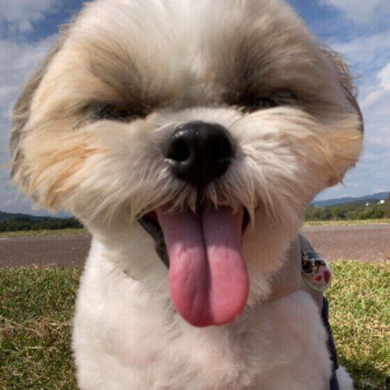 犬が顔を「カキカキ」する理由を獣医師の先生に聞いてみた いぬのきもち