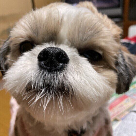 獣医師監修 犬に牛乳を与えるときは注意が必要 犬用ミルクとの違いは いぬのきもちweb Magazine