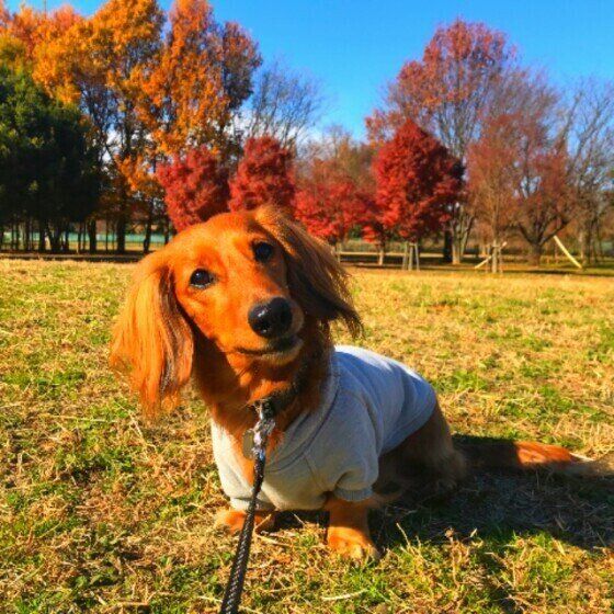 ミニチュア・ダックスフンドの福ちゃん  