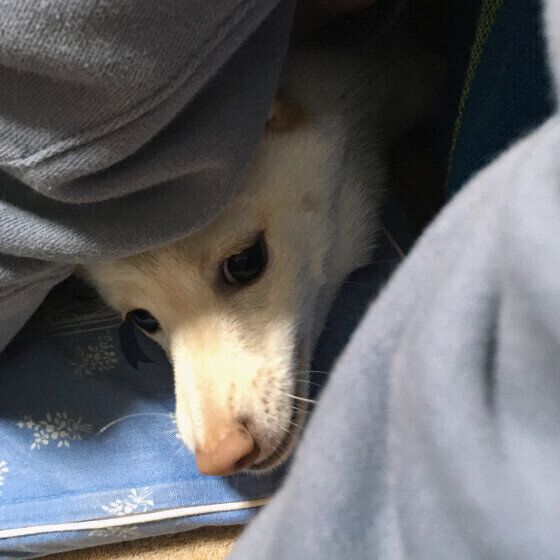 柴　最近のお気に入り