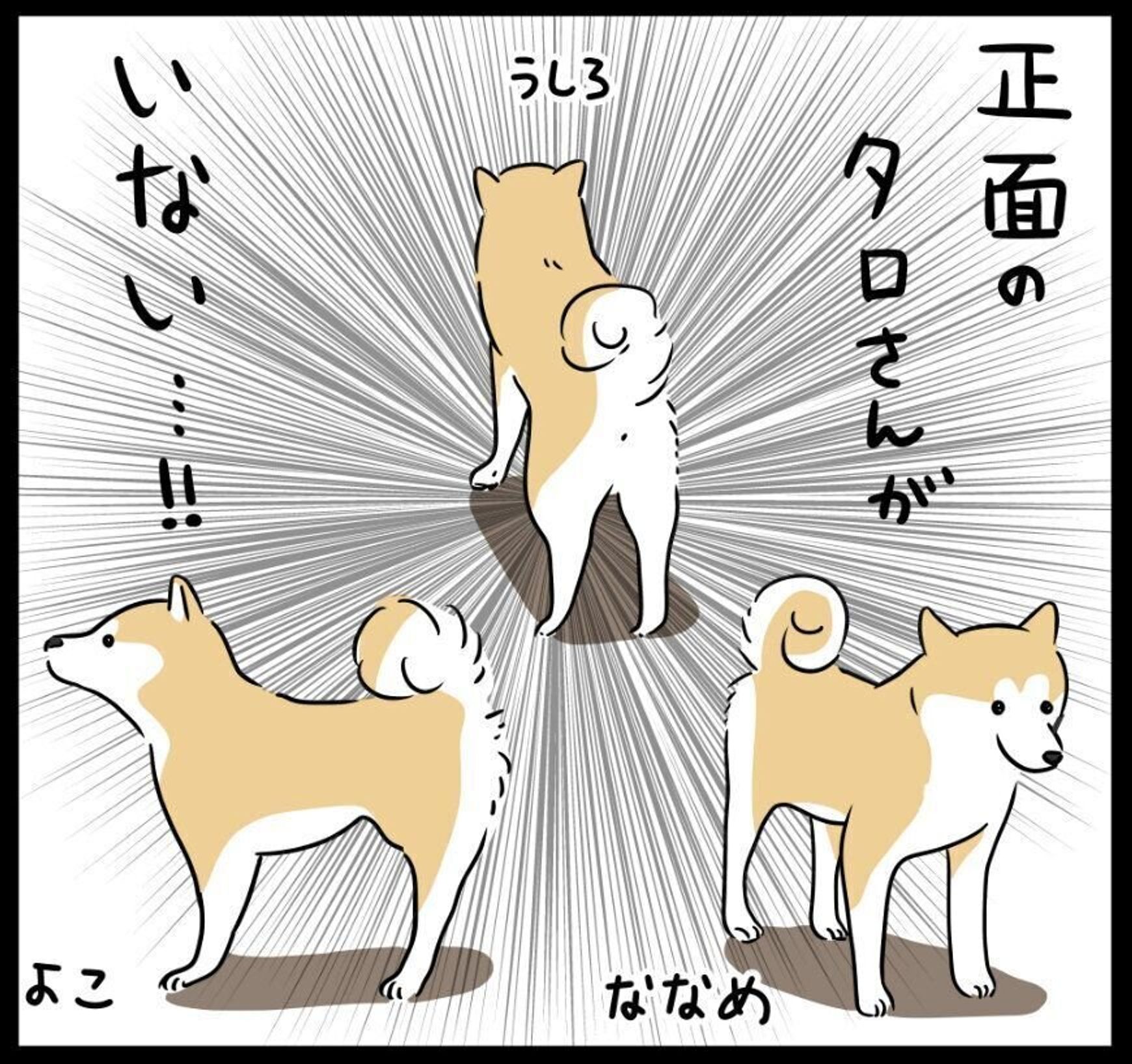 予想外の高難易度コンテンツ 散歩中の柴犬タロさんと娘の写真が撮りたいけれど 連載 モフモフ柴とプニプニ娘 第177話 いぬのきもちweb Magazine 予想外の高難易度コンテンツ 散歩中の柴犬タロさんと娘の写真が撮りたいけれど 連載 モフモフ柴とプニプニ娘 第177話 いぬのきもちweb Magazine