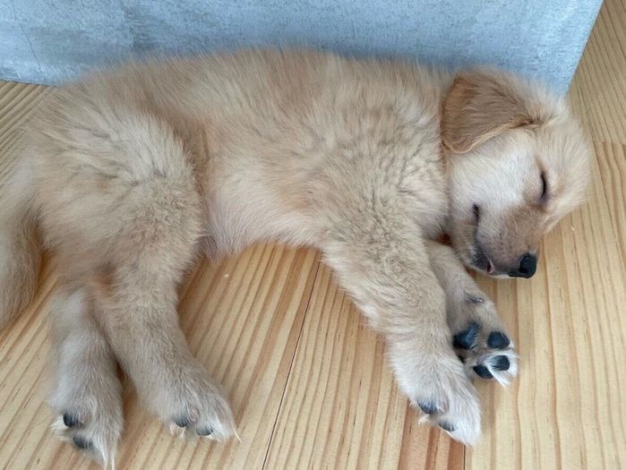気持ちよさそうに眠るこめちゃん