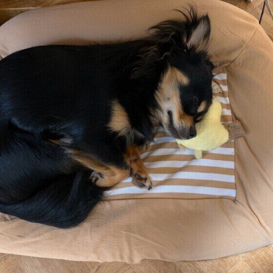 チワワのアルテ