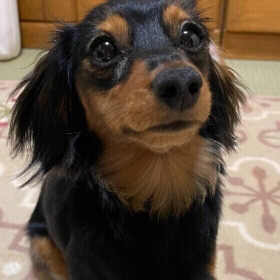 キラキラ目で見つめてくるミニチュア・ダックスフンド