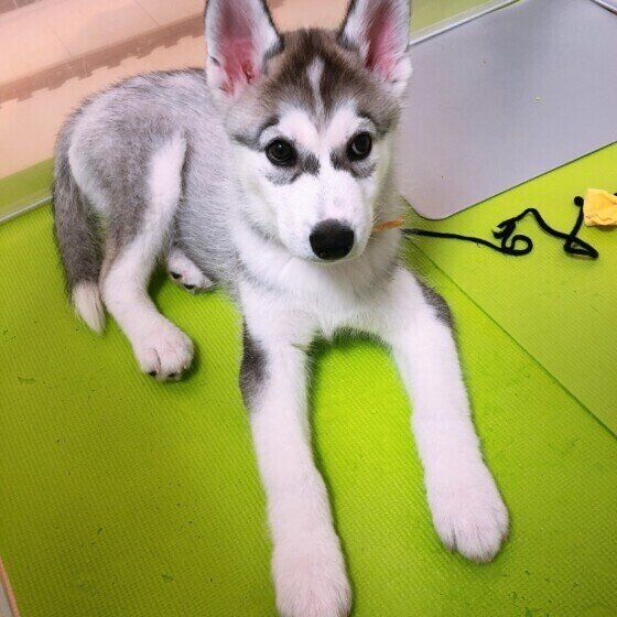 子犬のシベリアン・ハスキー