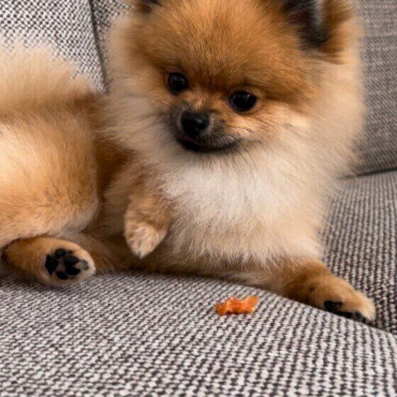 片足をあげるCOCOちゃん（ポメラニアン）