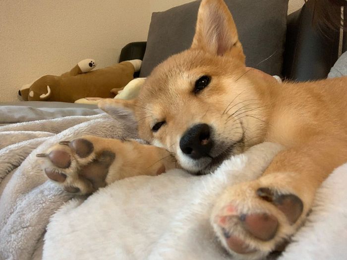 ソファでくつろぐこつぶちゃん