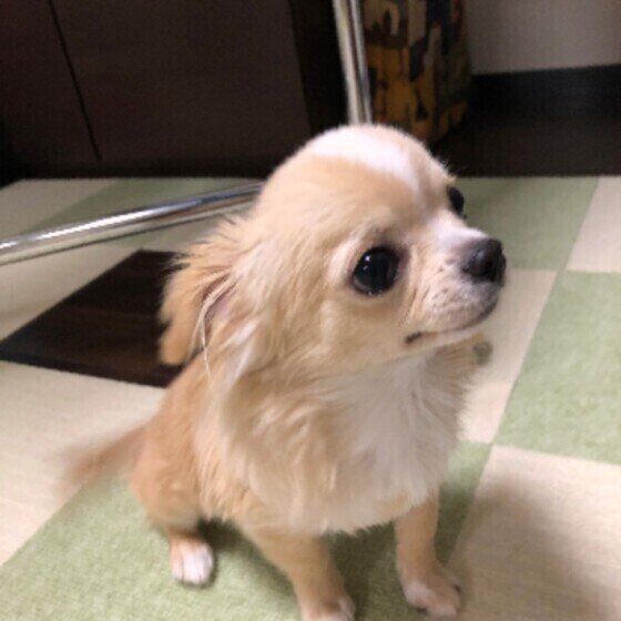 お座りするチワワ