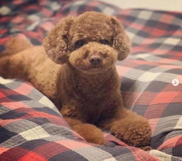 テレビの中の自分を見つめるトイ・プードル