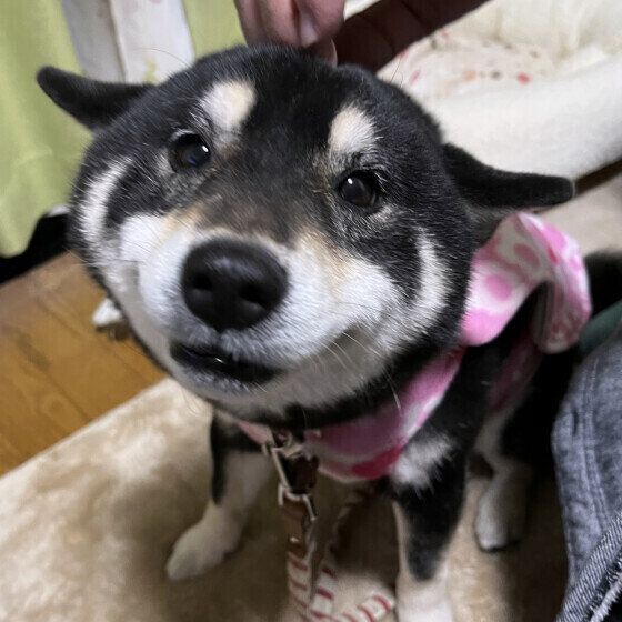 犬の耳が臭くなるのはどうして? 獣医師に聞いてみた いぬのきもち