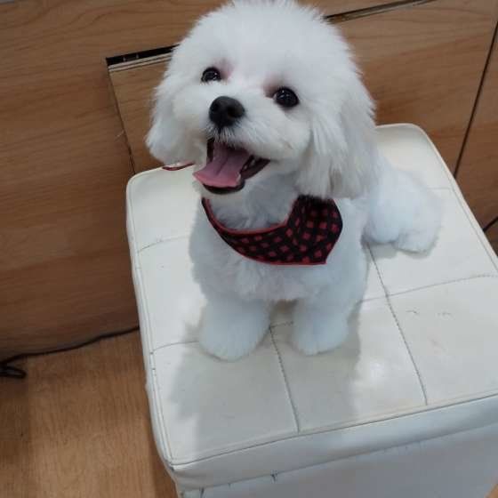 トリミングでスッキリ♡しらたまちゃん