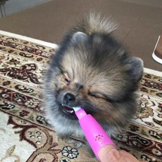 歯磨き中のポメラニアン