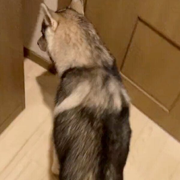 狭い場所に入ろうとする、みぞれちゃん