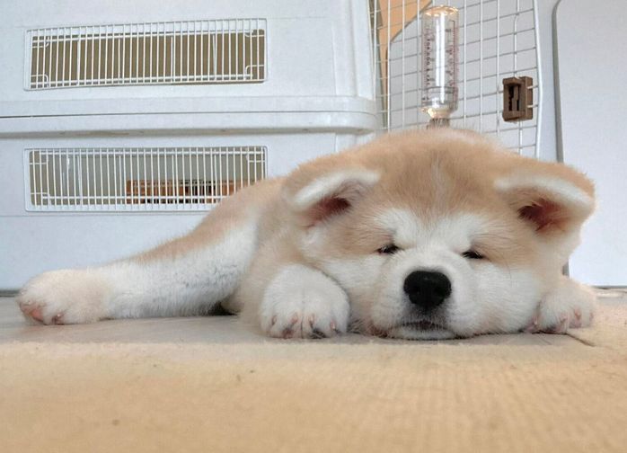 起きているけれどまだ目が開いていない幸ちゃん