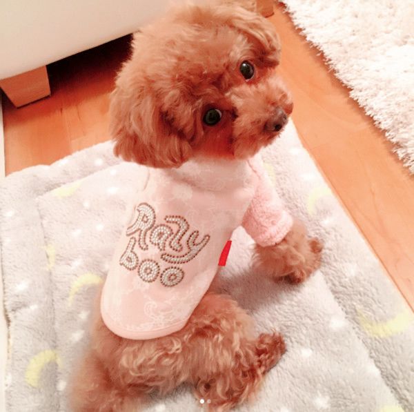 睡魔に耐える犬