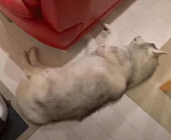 涼しい場所を求める文太くん