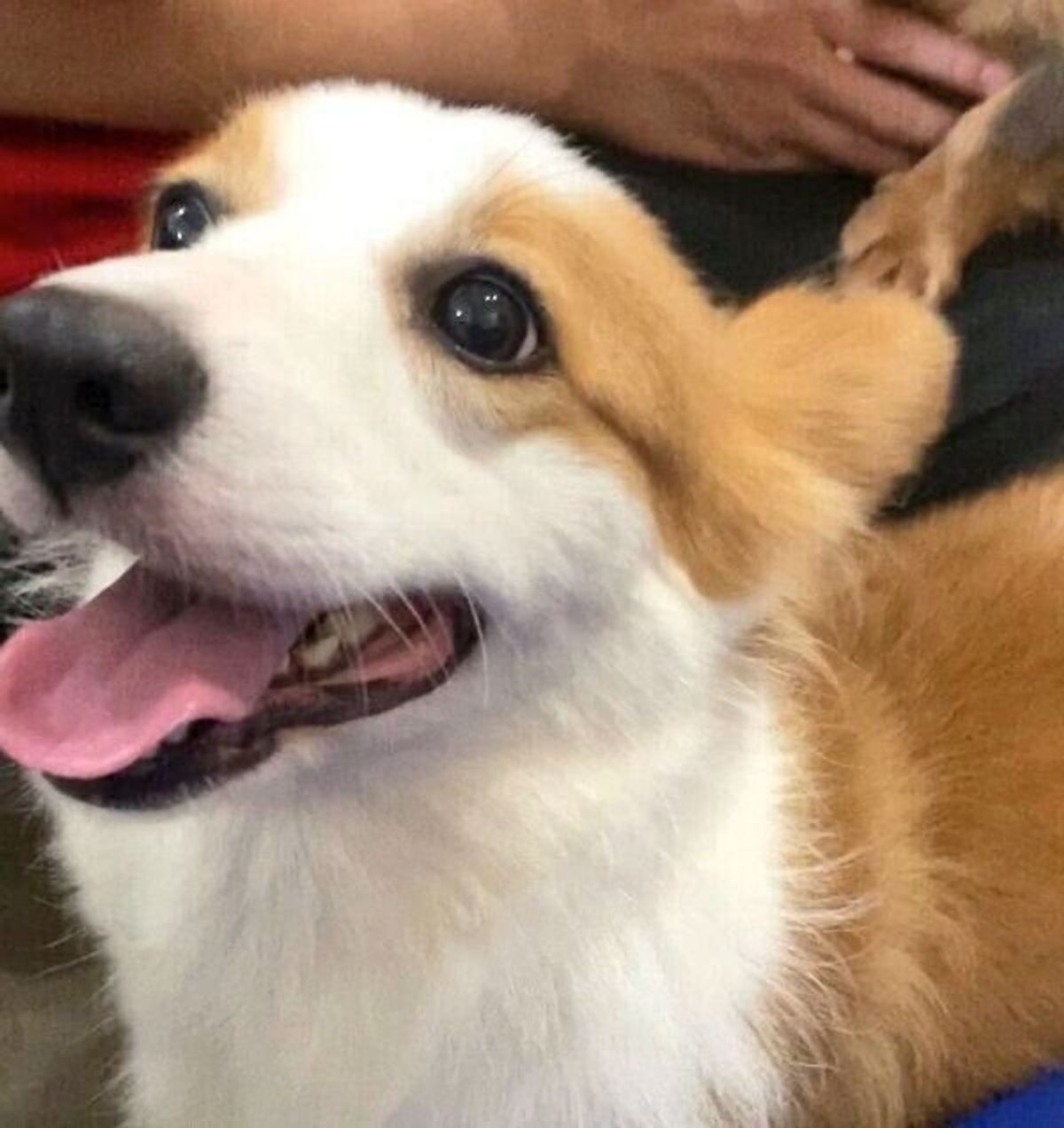 1才で繁殖犬を引退したコーギー 家族になって1年が経過し さまざまな嬉しい変化が見られるように いぬのきもちweb Magazine 1才で繁殖犬を引退したコーギー 家族になって1年が経過し さまざまな嬉しい変化が見られるように いぬのきもちweb Magazine