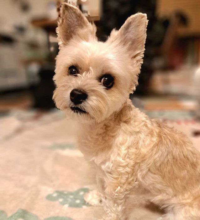 別の日、カメラを見つめるククちゃん