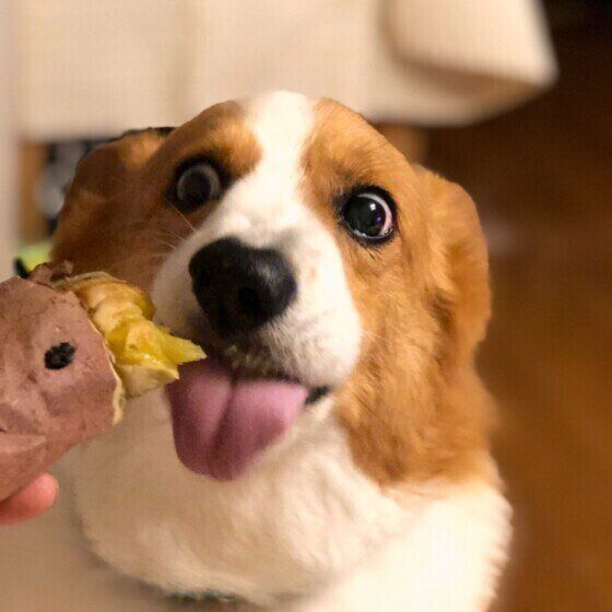 差し出された焼き芋を、舌を出して舐めようとしているウェルシュ・コーギー・ペンブローク