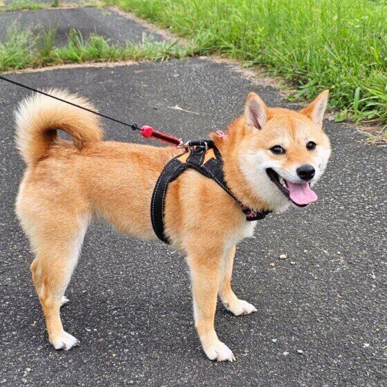 散歩する柴の福ちゃん