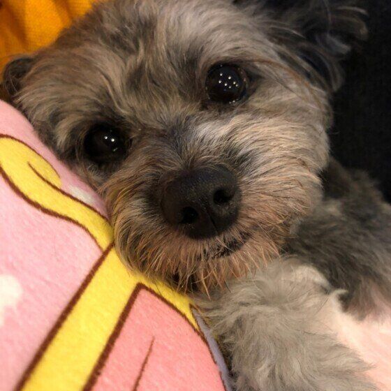 甘え中のデイジーちゃん