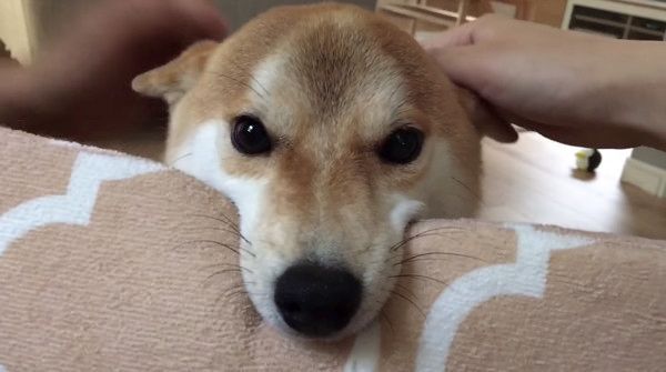 ベッドをもってくる柴犬