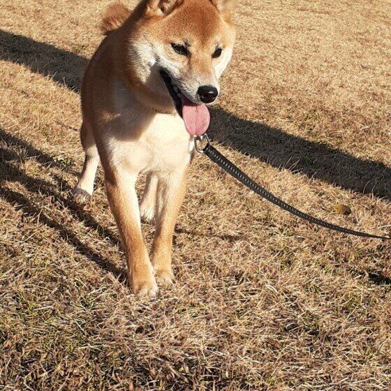 リードをつけている柴のきゅうちゃん